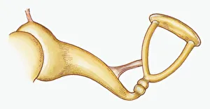 Illustration of stirrup-shaped stapes in middle ear of Epitheria Illustration of stirrup-shaped stapes in middle ear of Epitheria