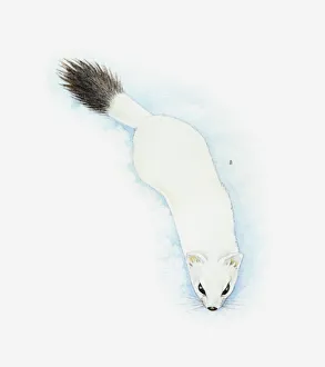 Illustration of Stoat (Mustela erminea) in white winter fur with black tip to tail Illustration of Stoat (Mustela erminea) in white winter fur with black tip to tail