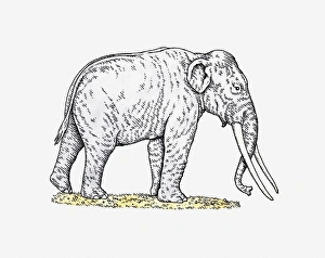 Illustration of Straight-tusked Elephant (Palaeoloxodon antiquus) from Pleistocene epoch Illustration of Straight-tusked Elephant (Palaeoloxodon antiquus) from Pleistocene epoch
