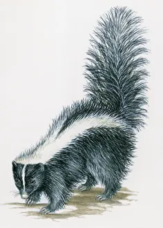 Illustration of Striped Skunk (Mephitis mephitis) with black body Illustration of Striped Skunk (Mephitis mephitis) with black body