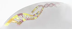 Illustration of structure of human Deoxyribonucleic acid (DNA) Illustration of structure of human Deoxyribonucleic acid (DNA)