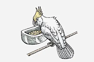 Illustration of Sulphur-crested Cockatoo (Cacatua galerita) on perch and feeding on seeds Illustration of Sulphur-crested Cockatoo (Cacatua galerita) on perch and feeding on seeds
