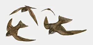Common Swift Gallery: Illustration of four Swifts (Apus apus) in flight