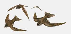 Illustration of four Swifts (Apus apus) in flight Illustration of four Swifts (Apus apus) in flight