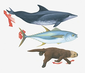 Illustration of swimming patterns of a whale, fish and an otter Illustration of swimming patterns of a whale, fish and an otter