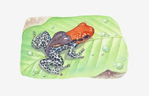 Illustration of a tadpole-carrying poison dart frog (Dendrobatidae) Illustration of a tadpole-carrying poison dart frog (Dendrobatidae)