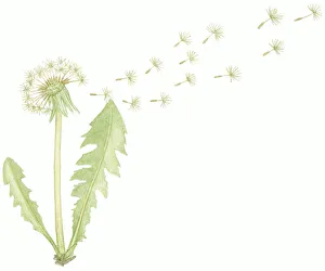 Illustration of Taraxacum officinale (Common Dandelion) Illustration of Taraxacum officinale (Common Dandelion)