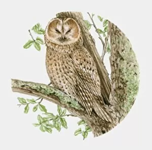 Images Dated 1st March 2010: Illustration of a Tawny owl (Strix aluco) sitting on a tree branch