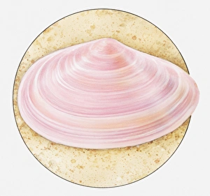 Illustration of Thin tellin (Tellina tenuis) shell in sand Illustration of Thin tellin (Tellina tenuis) shell in sand