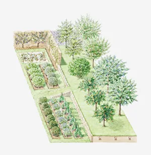 Illustration of a temperate climate orchard Illustration of a temperate climate orchard