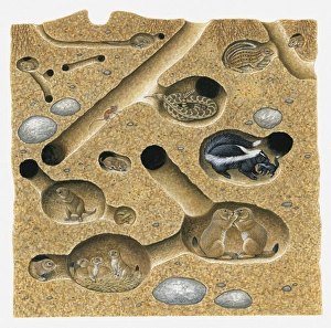 Illustration of Thirteen-lined Ground Squirrel, Striped Skunk, Prairie Rattlesnake Illustration of Thirteen-lined Ground Squirrel, Striped Skunk, Prairie Rattlesnake
