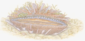 Illustration of Thorny Oyster (Spondylus) with marine growth such as seaweed Illustration of Thorny Oyster (Spondylus) with marine growth such as seaweed