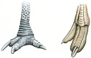Illustration of three-toed Cassowary foot with sharp claws and sharp toenails at end of Ostrich (Struthio camelus) foot Illustration of three-toed Cassowary foot with sharp claws and sharp toenails at end of Ostrich (Struthio camelus) foot