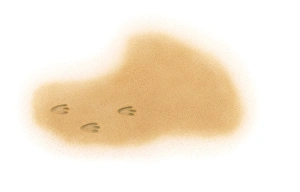Illustration of three-toed dinosaur footprints in sand Illustration of three-toed dinosaur footprints in sand