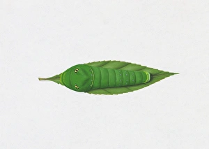 Illustration of Tiger Swallowtail (Papilio Glaucus) caterpillar blending in on green leaf Illustration of Tiger Swallowtail (Papilio Glaucus) caterpillar blending in on green leaf