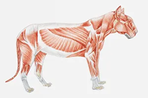 Illustration of a tigers muscular anatomy Illustration of a tigers muscular anatomy