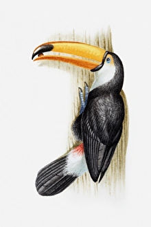 Illustration of a Toco toucan (Ramphastos toco) with a seed in its beak Illustration of a Toco toucan (Ramphastos toco) with a seed in its beak