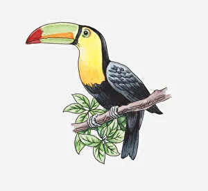 Illustration of a toucan perching on a branch Illustration of a toucan perching on a branch