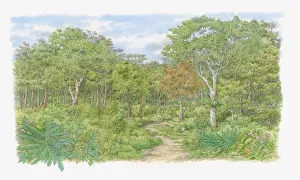 Illustration of trail through one of Kenyas lush forests Illustration of trail through one of Kenyas lush forests