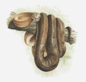 Illustration of a Tree boa (Corallus sp.) coiled around tree branch Illustration of a Tree boa (Corallus sp.) coiled around tree branch