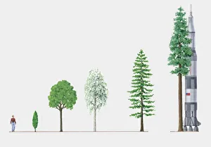 Weeping Willow Gallery: Illustration of five trees of different heights compared to space rocket and adult man