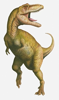 Illustration of a Tyrannosaurus Rex with its mouth wide open, late Cretaceous period Illustration of a Tyrannosaurus Rex with its mouth wide open, late Cretaceous period