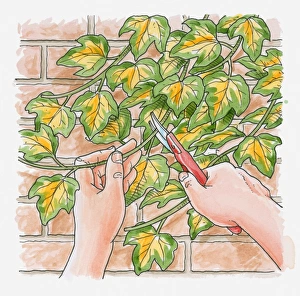 Illustration of using secateurs to prune plant growing against brick wall Illustration of using secateurs to prune plant growing against brick wall