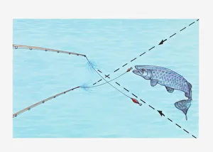 Illustration of using two-lure trick to catch Muskie fish Illustration of using two-lure trick to catch Muskie fish