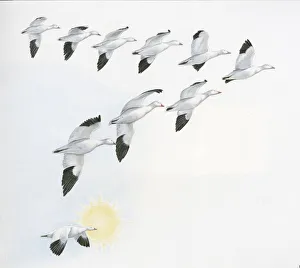 Illustration of V shape migration pattern of flock wild geese with one goose near sun Illustration of V shape migration pattern of flock wild geese with one goose near sun