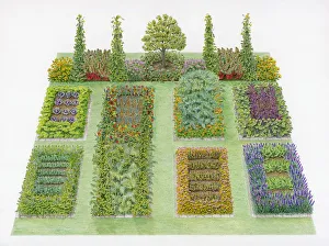 Illustration of vegetable potager with lawn area Illustration of vegetable potager with lawn area
