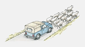 Illustration of a vehicle on a country road behind a flock of sheep Illustration of a vehicle on a country road behind a flock of sheep