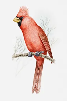 Illustration of a Vermilion cardinal (Cardinalis phoeniceus) perching on a branch Illustration of a Vermilion cardinal (Cardinalis phoeniceus) perching on a branch