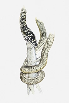 Illustration of a vine snake coiled around a lizard and biting into its head Illustration of a vine snake coiled around a lizard and biting into its head