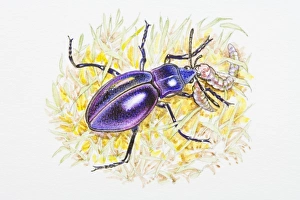 Illustration of Violet Ground Beetle (Carabus violaceus) feeding on caterpillar in grass Illustration of Violet Ground Beetle (Carabus violaceus) feeding on caterpillar in grass