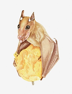 Illustration of Wahlbergs Epauletted Fruit Bat (Epomophorus wahlbergi) feeding on fruit Illustration of Wahlbergs Epauletted Fruit Bat (Epomophorus wahlbergi) feeding on fruit