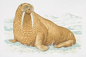 Illustration, Walrus (Odobenus rosmarus) sitting on icy surface, side view Illustration, Walrus (Odobenus rosmarus) sitting on icy surface, side view