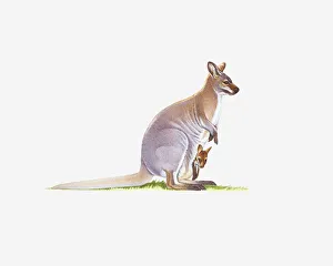 Illustration of wamp Wallaby (Wallabia bicolor) with joey in pouch Illustration of wamp Wallaby (Wallabia bicolor) with joey in pouch
