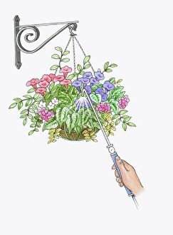 Illustration of watering hanging basket using watering wand Illustration of watering hanging basket using watering wand
