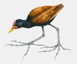 Illustration of a Wattled jacana (Jacana jacana), side view Illustration of a Wattled jacana (Jacana jacana), side view