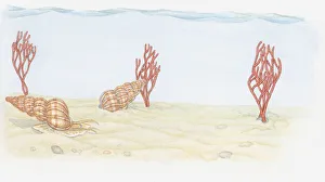Illustration of Wentletrap (Epitonium), predatory snails and Pink Sea Fan Illustration of Wentletrap (Epitonium), predatory snails and Pink Sea Fan