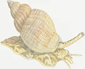 Illustration of Whelk and shell showing siphon on head Illustration of Whelk and shell showing siphon on head