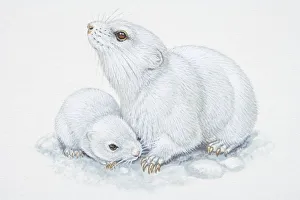 Illustration, white adult and baby Arctic Lemmings (Dicrostonyx torquatus), side view Illustration, white adult and baby Arctic Lemmings (Dicrostonyx torquatus), side view