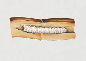 Illustration of white Banana Stem Borer (Telchin licus) caterpillar on stem Illustration of white Banana Stem Borer (Telchin licus) caterpillar on stem