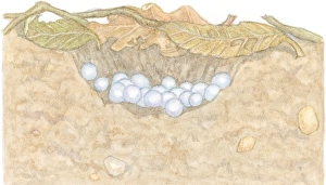 Illustration of white eggs of Garden Snail (Helix aspersa) in shallow hole under decaying leaves Illustration of white eggs of Garden Snail (Helix aspersa) in shallow hole under decaying leaves