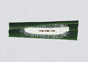 Illustration of white Giant Redeye (Gangara thyrsis) caterpillar on green leaf Illustration of white Giant Redeye (Gangara thyrsis) caterpillar on green leaf