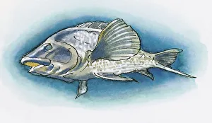 Illustration of White Grouper (Epinephelus aeneus) found in Black Sea region of Turkey Illustration of White Grouper (Epinephelus aeneus) found in Black Sea region of Turkey