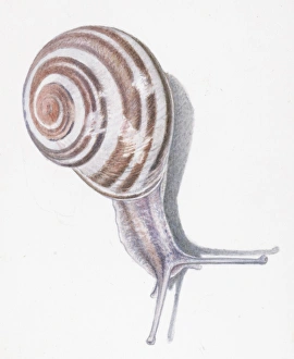Illustration of White-Lipped snail (Cepaea hortensis) Illustration of White-Lipped snail (Cepaea hortensis)