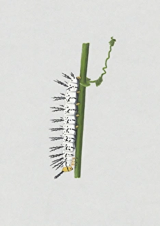 Illustration of white Red Postman (Heliconius erato) caterpillar on green stem Illustration of white Red Postman (Heliconius erato) caterpillar on green stem
