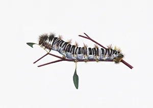 Illustration of White Stemmed Gum Moth (Chelepteryx collesi) caterpillar on stem Illustration of White Stemmed Gum Moth (Chelepteryx collesi) caterpillar on stem