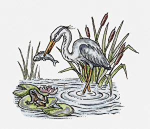 Illustration of a white stork holding fish in its beak, nearby a frog sitting on lily pad Illustration of a white stork holding fish in its beak, nearby a frog sitting on lily pad